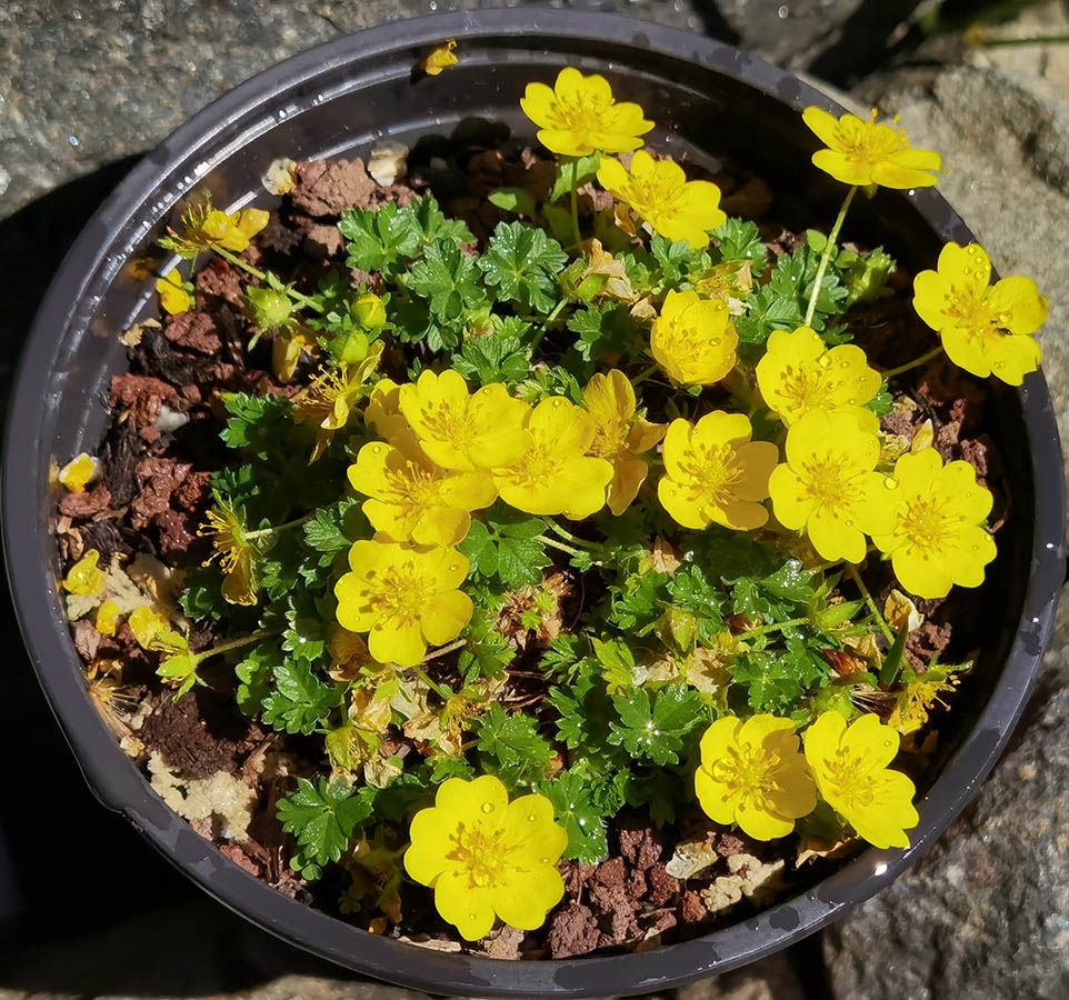 Potentilla verna ‘Nana’ photo